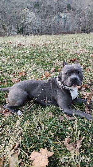 Стаффордширский терьер голубого окраса