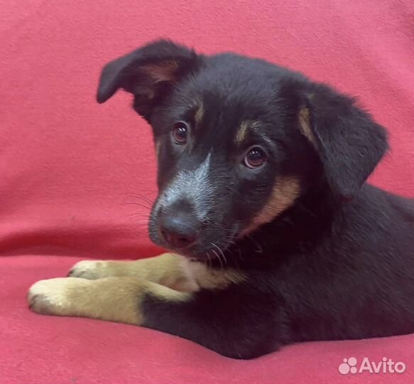 Щенок Зайка в дар. До четверга