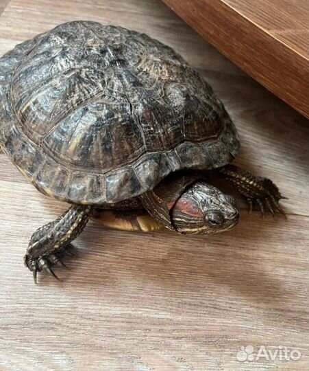 Красноухая черепаха