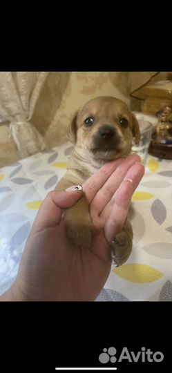 Щенки мама джек рассел. в добрые руки