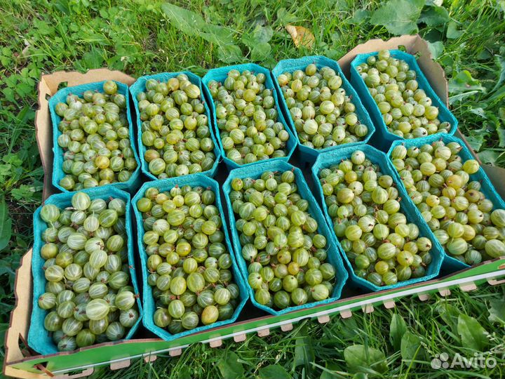 Смородина, крыжовник, лисички, голубика