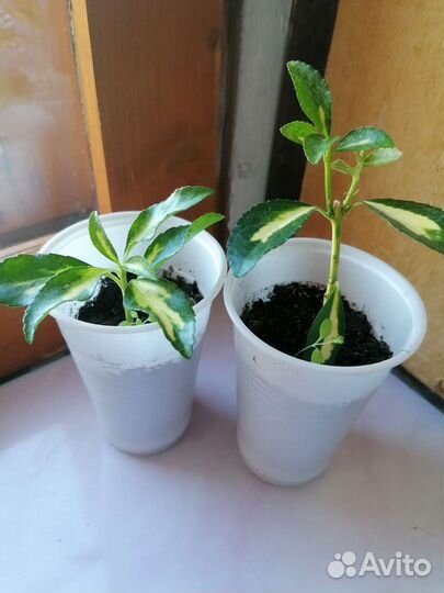 Комнатные растения