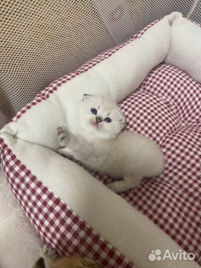 Котята золотая шиншилла