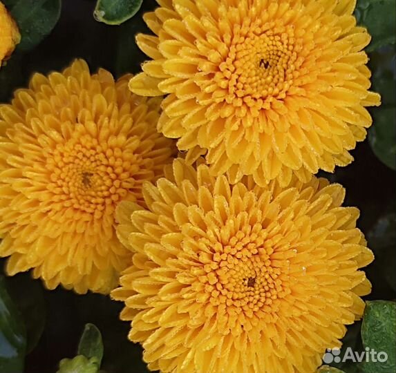 Хризантема корейская 