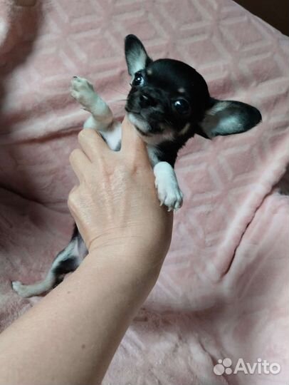 Чихуахуа мини девочка. Доставка