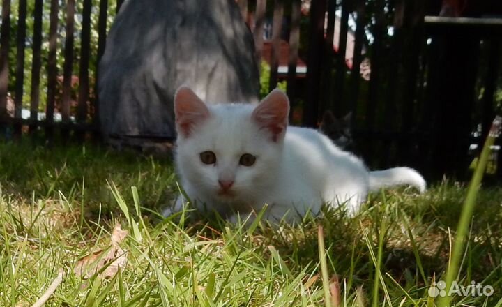 Котята. Белый котенок. 4,5 мес
