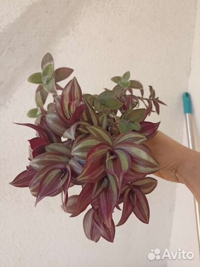 Сансевиерия, хойя, пеперомия, филодендрон