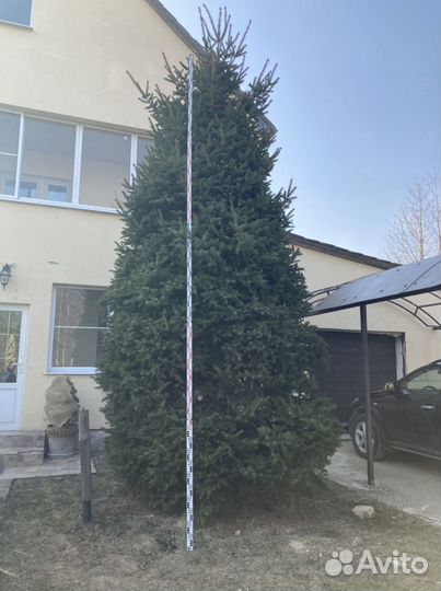 Ель крупномер корейская стриженная