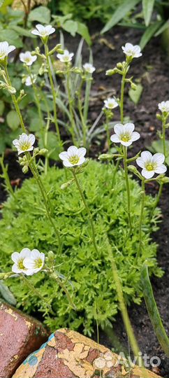 Камнеломка, флокс шиловидный