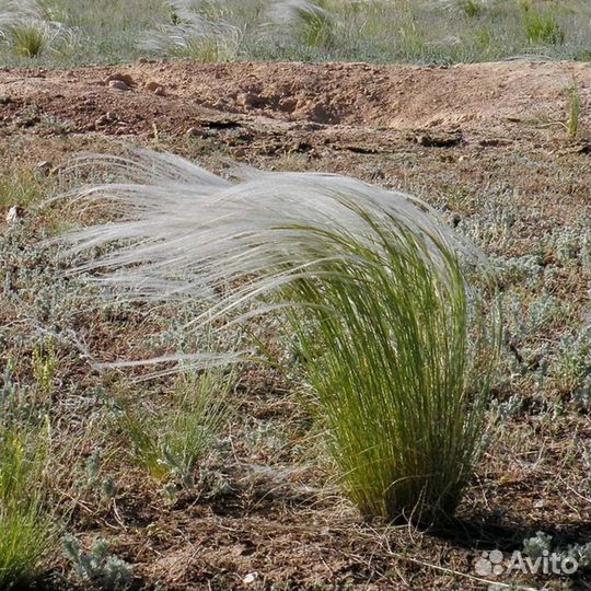 Ковыль для сада, рассада