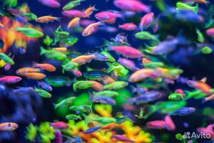 Аквариумные рыбки оптом и в розницу