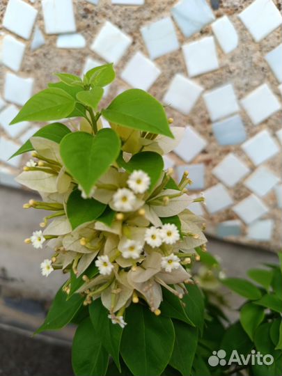 Бугенвиллия почтой