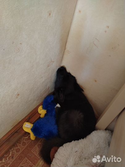 Собака в добрые руки отдам бесплатно