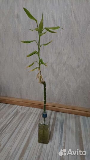 Бамбук,драцена Сандера