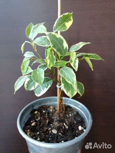 Фикус Бенджамина лавли, твилайт