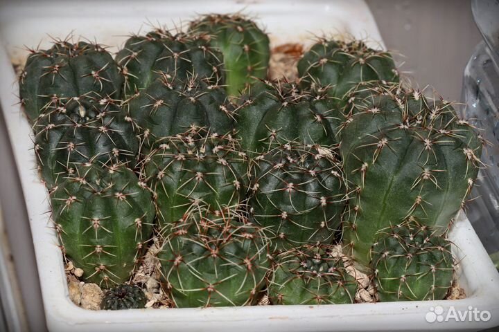 Кактусы Mammillaria, Gymnocalycium, Frailea