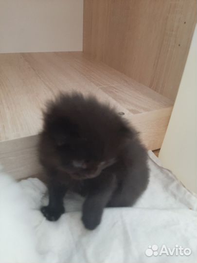 Турецкая ангора