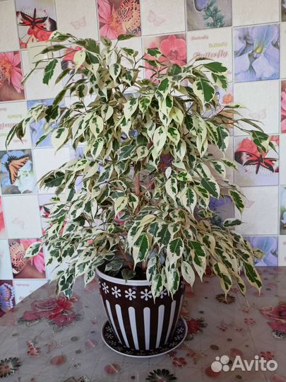 Бенджамина