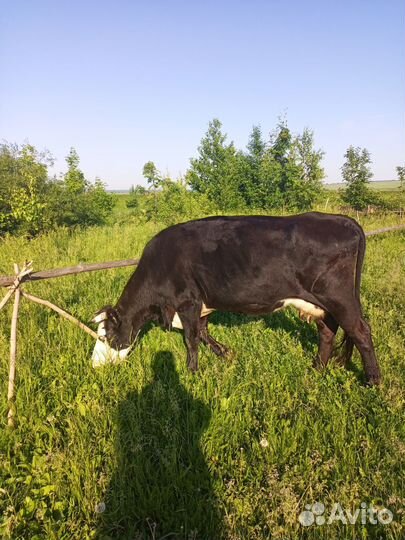 Корова стельная дойная