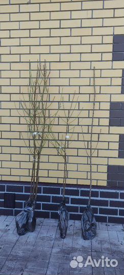 Саженцы Миндаль (плодовый)