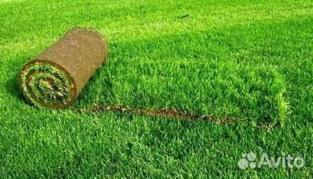Газон рулонный