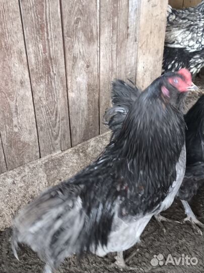 Молодые петухи