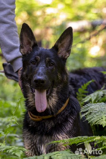 Подрощенный щенок немецкой овчарки