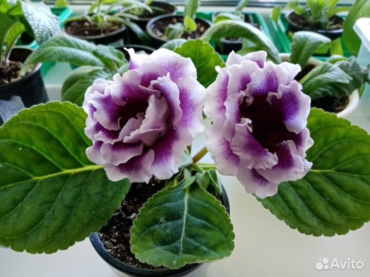 Глоксинии сортовые