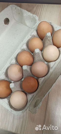 Яйца деревенские