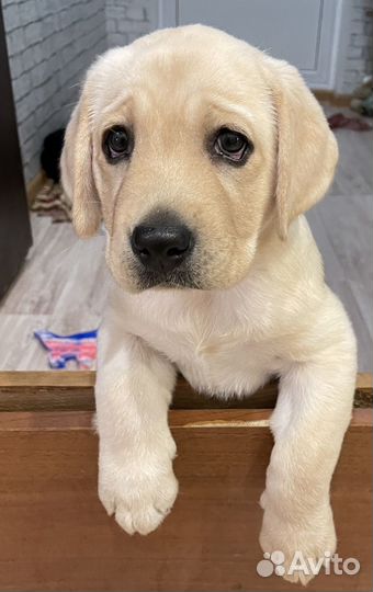 Лабрадор ретривер щенки