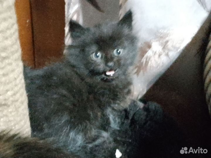 Котенок