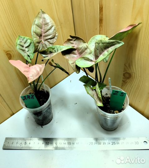 Сингониумы разные