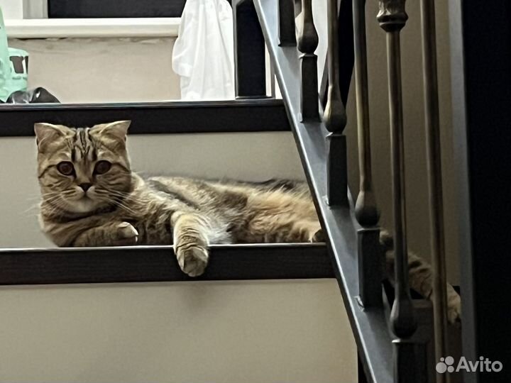 Шотландский котенок