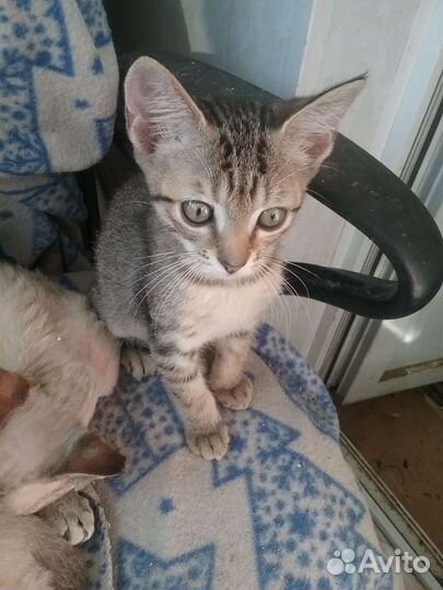 Котята британские короткошерстные