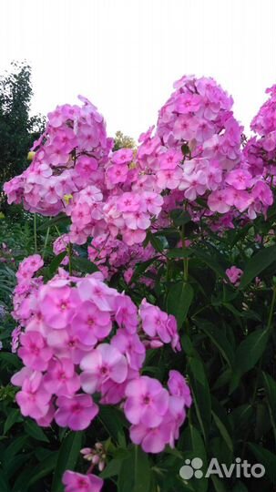 Флоксы, многолетники