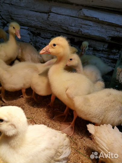 Суточная и подрощенная сельхоз птица, бройлер