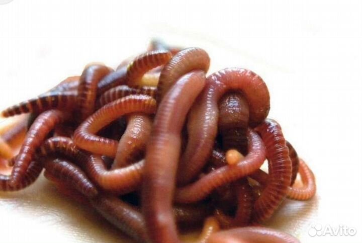 Червь Дендробена для рыбалки