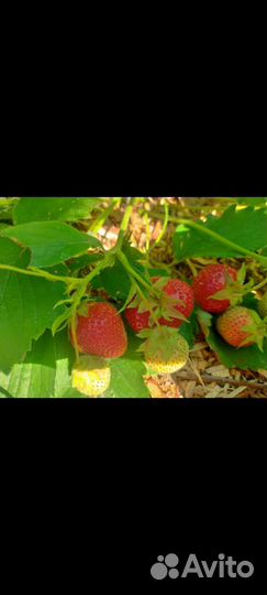 Рассада клубники и земляники