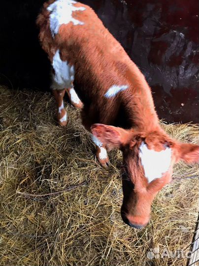 Телята с бесплатной доставкой