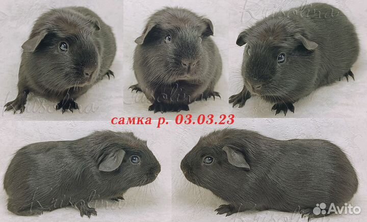 Морские свинки короткошерстные