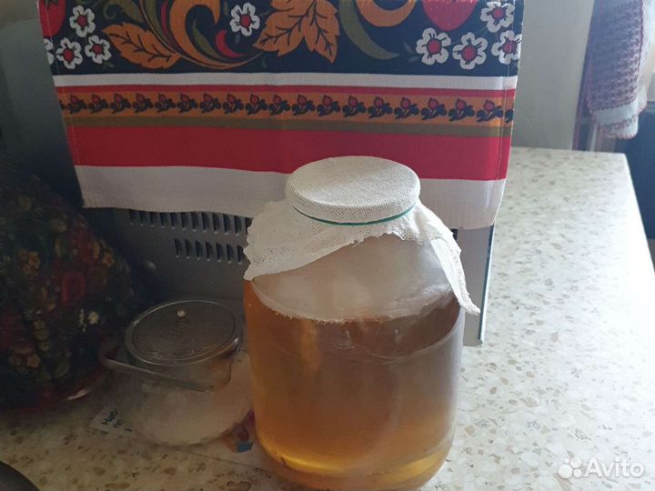 Чайный гриб бесплатно