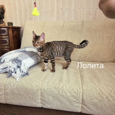 Тойгер котёнок