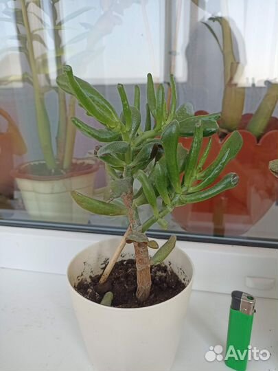 Красула толстянка хоббит Голлум