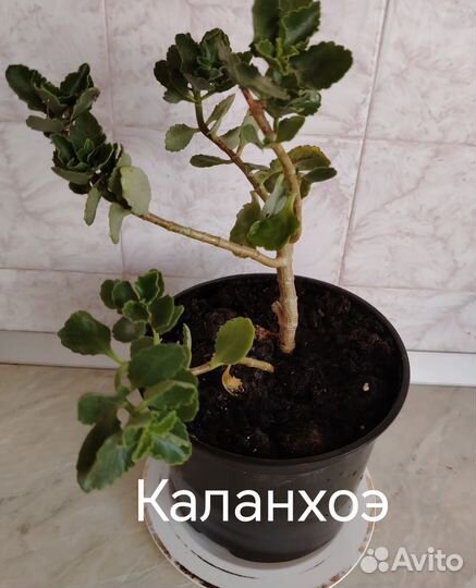 Комнатные цветы