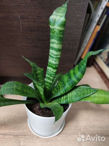 Сансевиерия