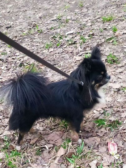 Чихуа вязка