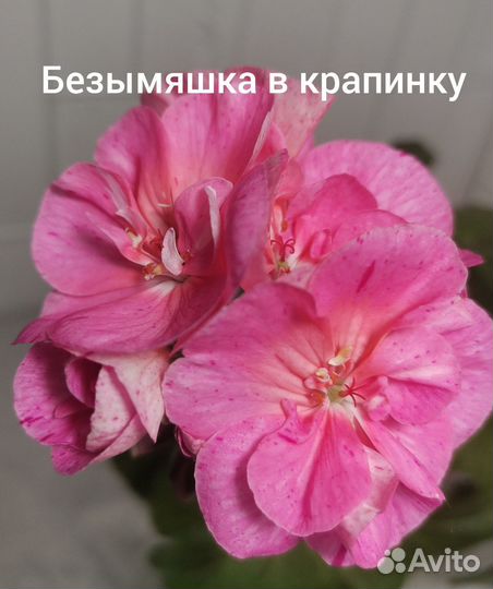 Пеларгония герань сортовая