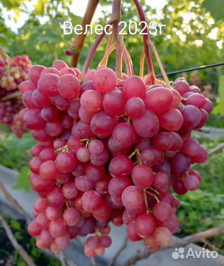 Саженцы и черенки винограда 2023-2024г