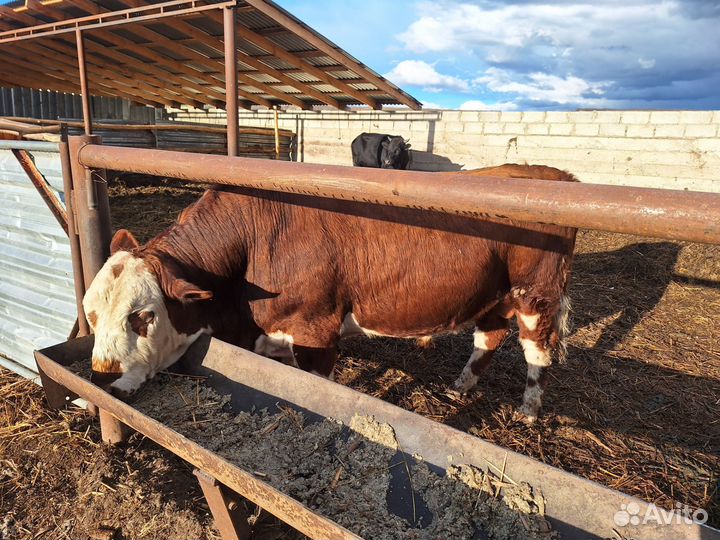 Быки герефорд на племя