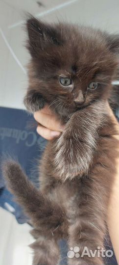 Персидская